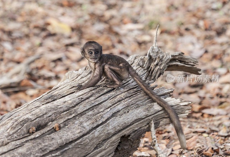 野生小灰叶猴，Semnopithecus entellus，倒下的树